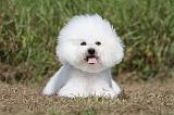 BICHON FRISE 480